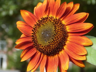 Orange Sunflower Close Up