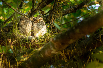 tierna pareja de búhos dormidos en su nido 