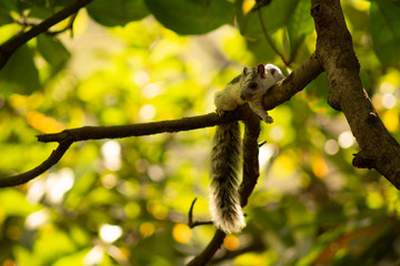 hermosa ardilla descansa recostada en la rama de un árbol en el bosque