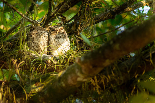 tierna pareja de b&uacute;hos dormidos en su nido 