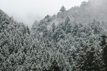 雪が積もった杉の木です