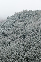 雪が積もった杉の木です
