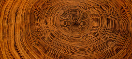 Old wooden oak tree cut surface. Detailed warm dark brown and orange tones of a felled tree trunk or stump. Rough organic texture of tree rings with close up of end grain.