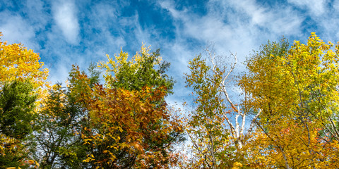 Fototapeta premium Fall Foliage 11