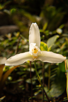 hermoso ejemplar de la flor orqu&iacute;dea "monja blanca", l for nacional de Guatemala