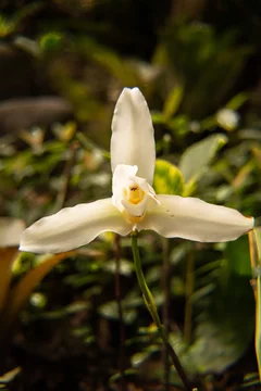 hermoso ejemplar de la flor orquídea 