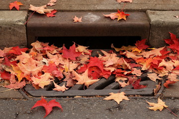 Fall leaves covering city street drain in October.