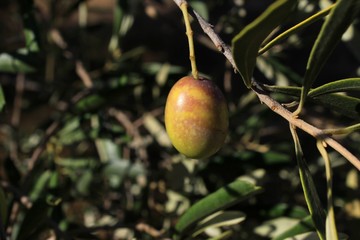  Οlives on olive tree branch