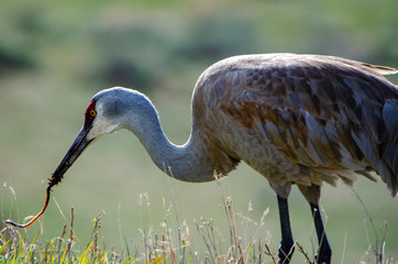 Obraz premium sandhill crane in Yellowstone National Park with worm