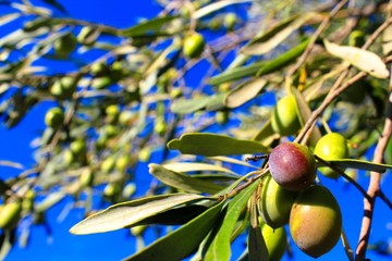 Οlives on olive tree branch
