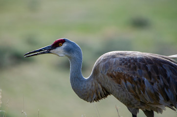 sandhill crane in Yellowstone National Park