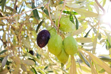Οlives on olive tree branch