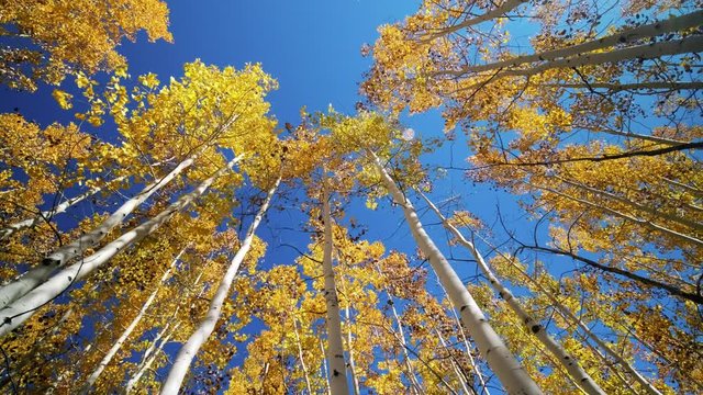 Lockett Meadow Flagstaff Arizona Aspen Trees in Fall Time looking up 360 spin