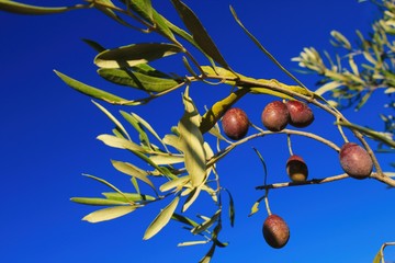 Οlives on olive tree branch