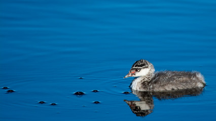 young eared grebe in blue water at Camus Wildlife Refuge