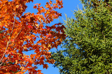 Maple forest with many colors under a clean blue sky, St-Bruno, Quebec, Canada