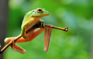 frog,tree frog,amphibian