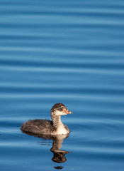 young eared grebe in blue water at Camus Wildlife Refuge