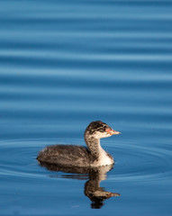 young eared grebe in blue water at Camus Wildlife Refuge
