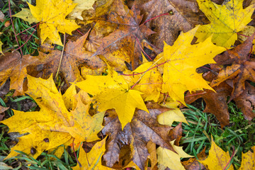 fall leaves on the ground