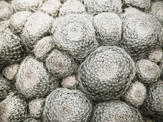 Pattern of group of cactus growth in the same cultivation bowl