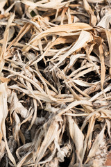 Background of dried grass in farmland