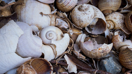 Abandoned keong sawah (Pila ampullacea) shells are carelessly thrown away. Environmental pollution. Background inspiration.