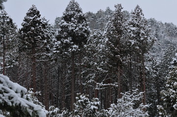 杉の木に積もった雪です