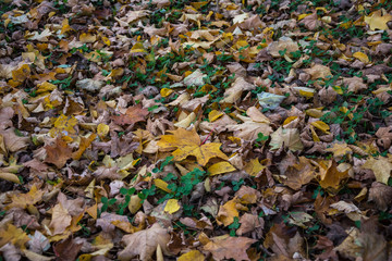fall leaves on the ground