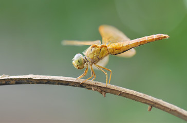dragonfly