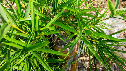 Pieces of bamboo that are just growing leaves.