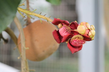 flor