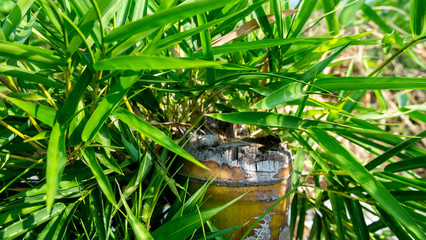 Bamboo plants that can be used as home decoration.