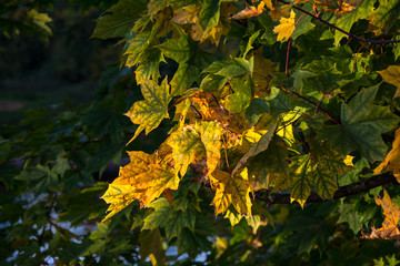 Collection of Beautiful Colorful Autumn Leaves / green, yellow, orange, red