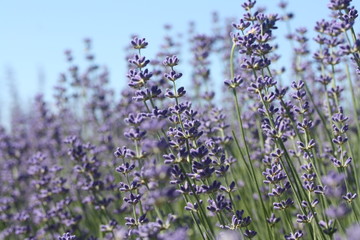 Fototapeta premium Lavender in boom, close-up