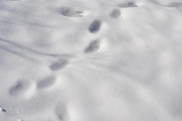 積もった雪に出来た人間の足跡です
