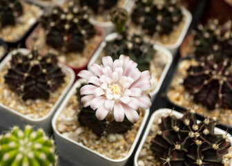 Fototapeta na wymiar Gymnocalycium cactus flower blooming in cactus garden.