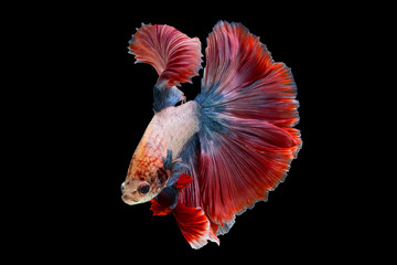 Fototapeta premium Multi-colored fighting fish, isolated on a black background. File contains a clipping path.