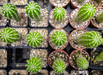 Topview of mini cactus plant on cactus garden.