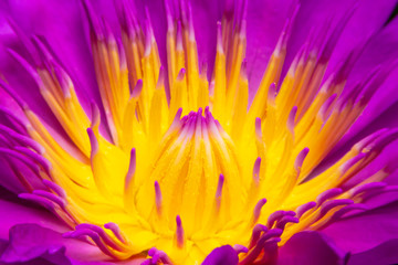 closeup colorful purple water lily or lotus flower blooming in macro shot