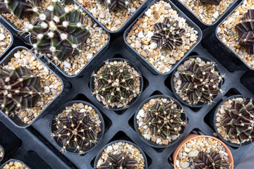 Topview of mini Gymnocalycium cactus plant on cactus garden.