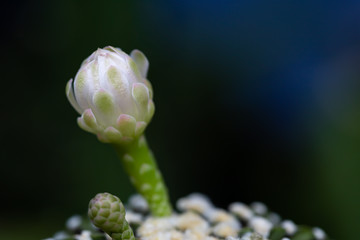 Gymnocalycium Cactus flower on black background.