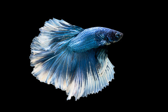 recommend clip art: Blue betta fish, Siamese fighting fish, betta splendens (Halfmoon betta, Pla-kad (biting fish) isolated on black background. File contains a clipping path.
