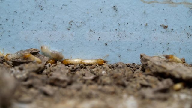 Termites are eating wood	