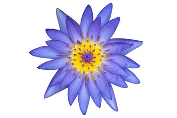 blue lotus isolated on white background with clipping path.