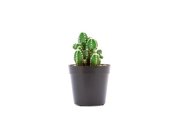 cactus in black pot isolated on white background