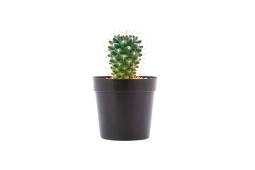 cactus in black pot isolated on white background