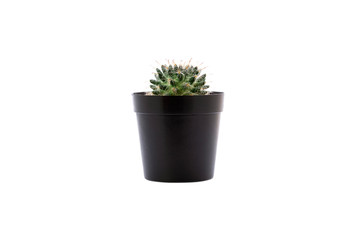 cactus in black pot isolated on white background