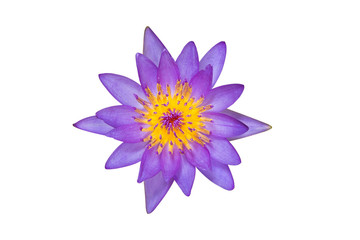 purple lotus isolated on white background with clipping path.