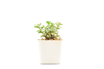 green plant in a pot isolated on white background.